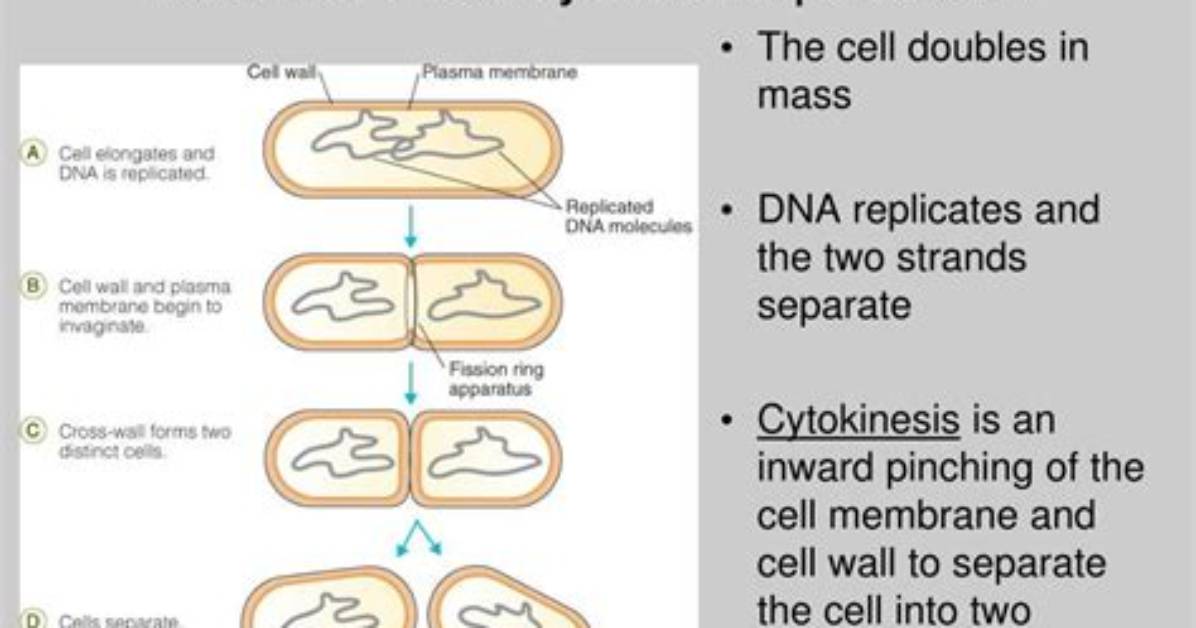 How Does Prokaryotes Reproduce?