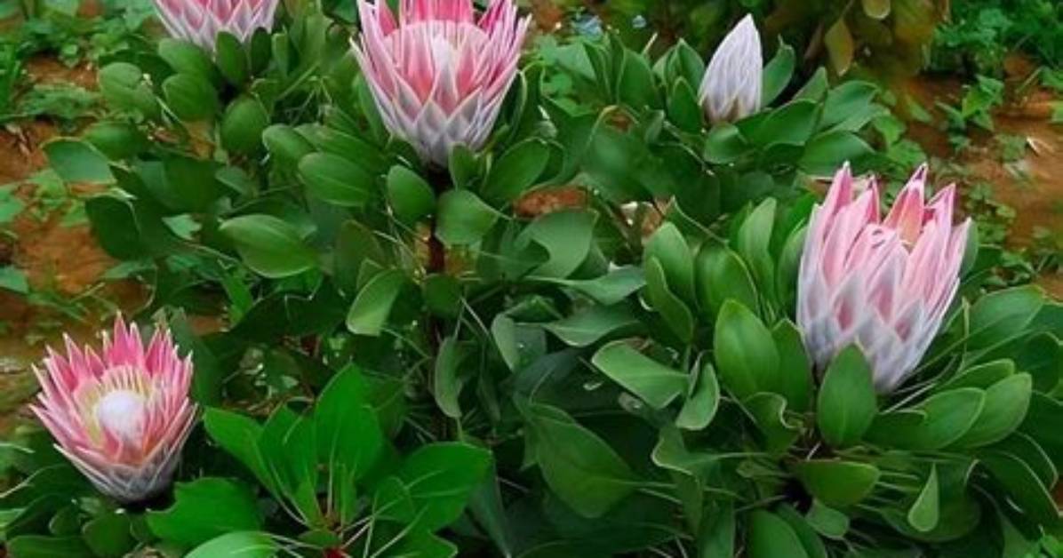 How Does Protea Grow