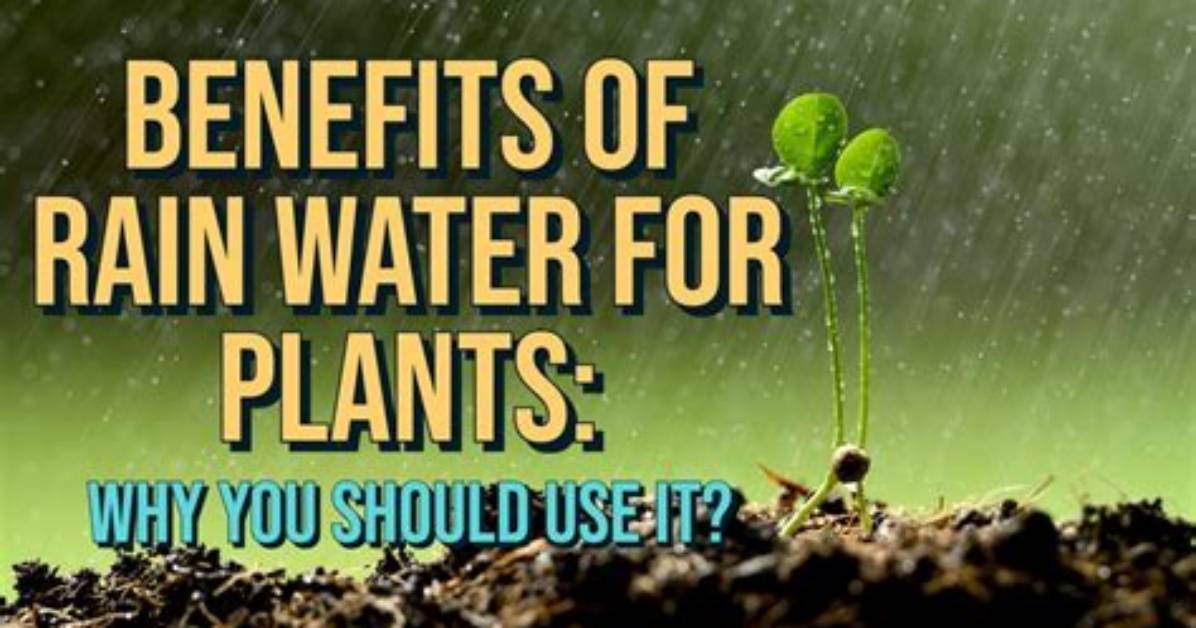 How Does Rain Help Plants