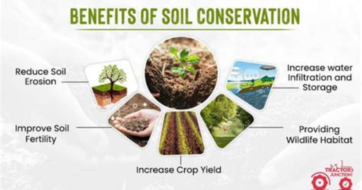 How Does Reafforestation Help in Soil Conservation?
