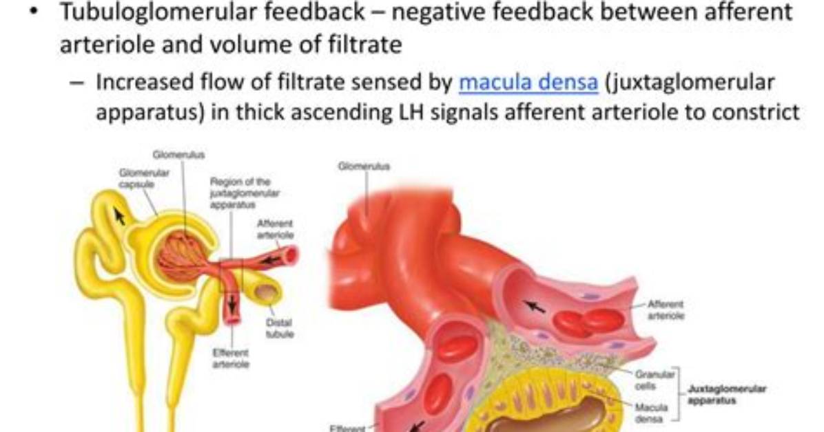 How Does Renal Autoregulation Work?