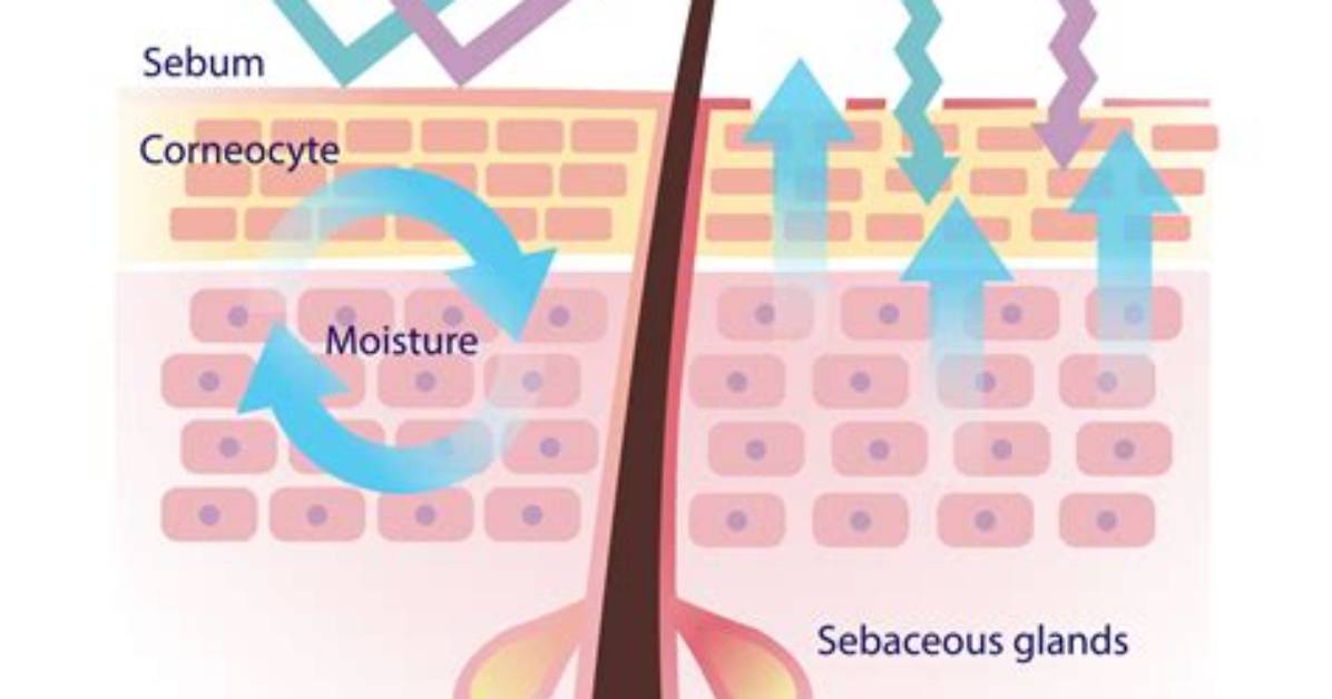 How Does Sebum Protect the Skin?