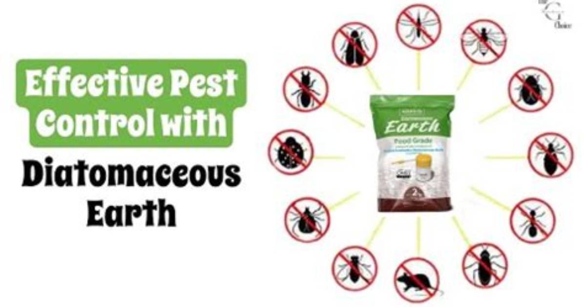 How Does Silicon Dioxide Kill Ants