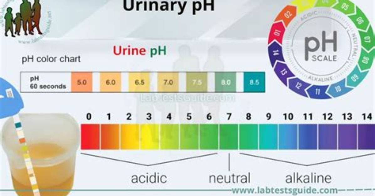 How Does Sodium Bicarbonate Increased Urine pH