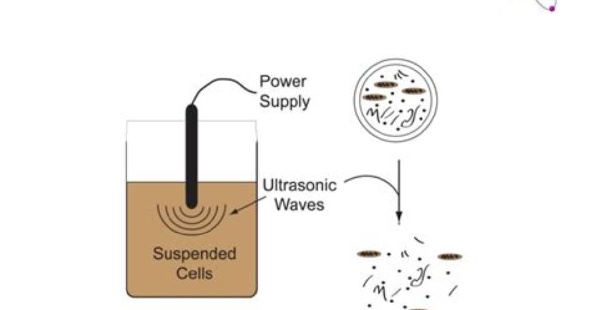 How Does Sonication Lyse Cells?