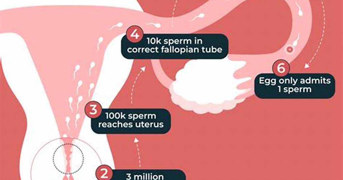 How Does Sperm Go Through Cervix