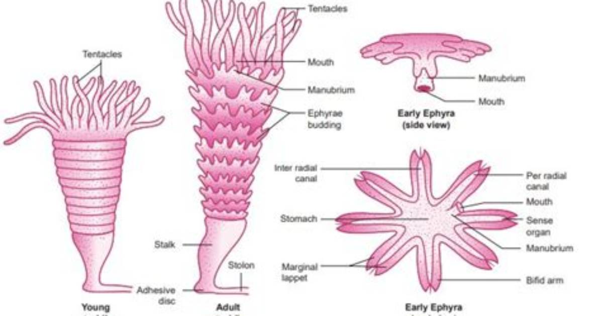 How Does Strobilation Occurs?