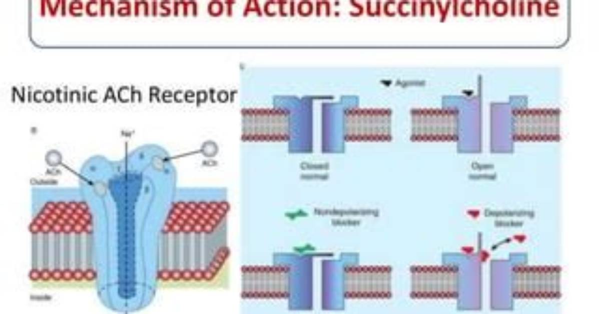 How Does Succinylcholine Work in the Body