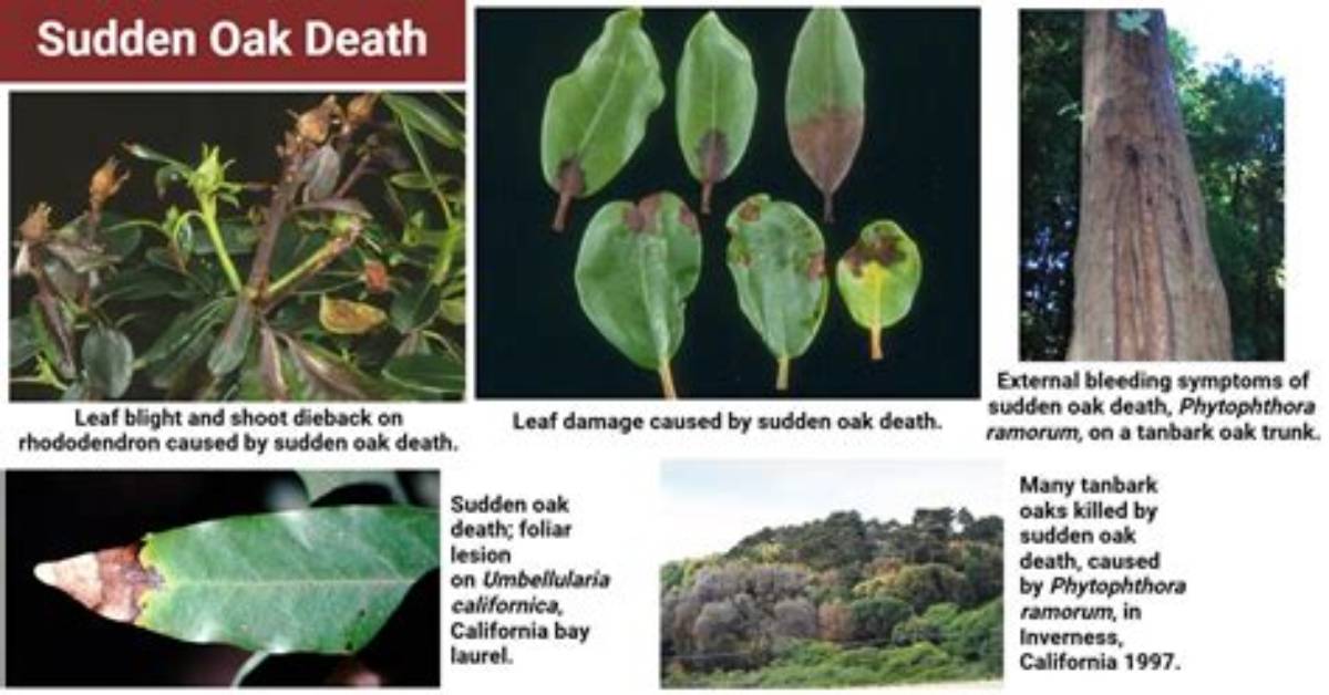 How Does Sudden Oak Death Kill Trees