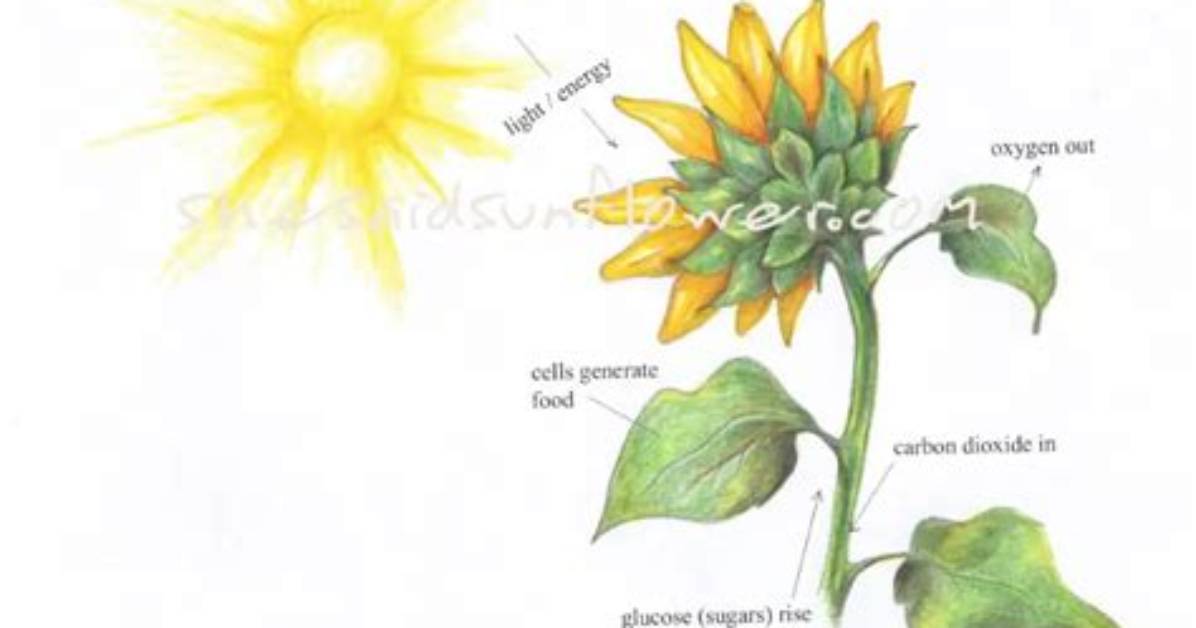 How Does Sunflower Respond to Light