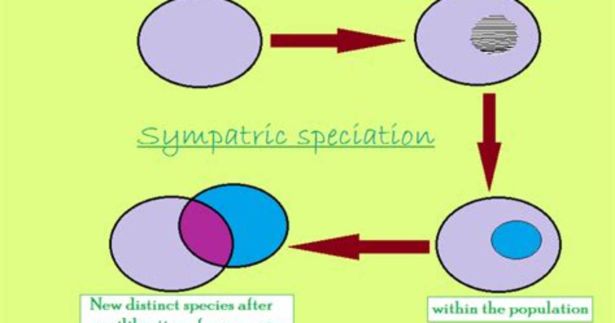 How Does Sympatric Speciation Occur?
