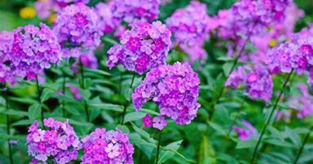 How Does Tall Phlox Spread