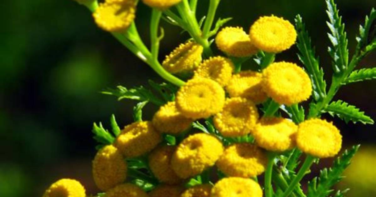 How Does Tansy Spread? | Contextresponse. Com