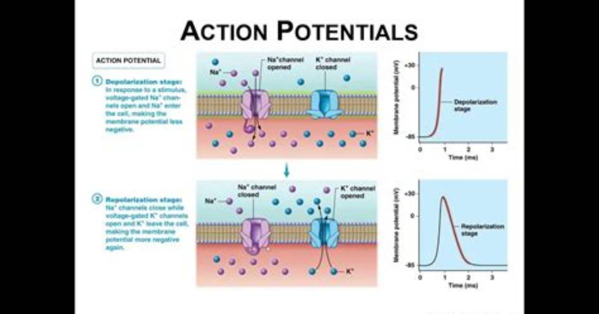 How Does Temperature Affect Action Potentials?