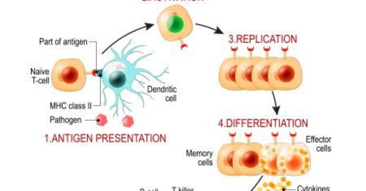 How Does the Adaptive Immune Response Work