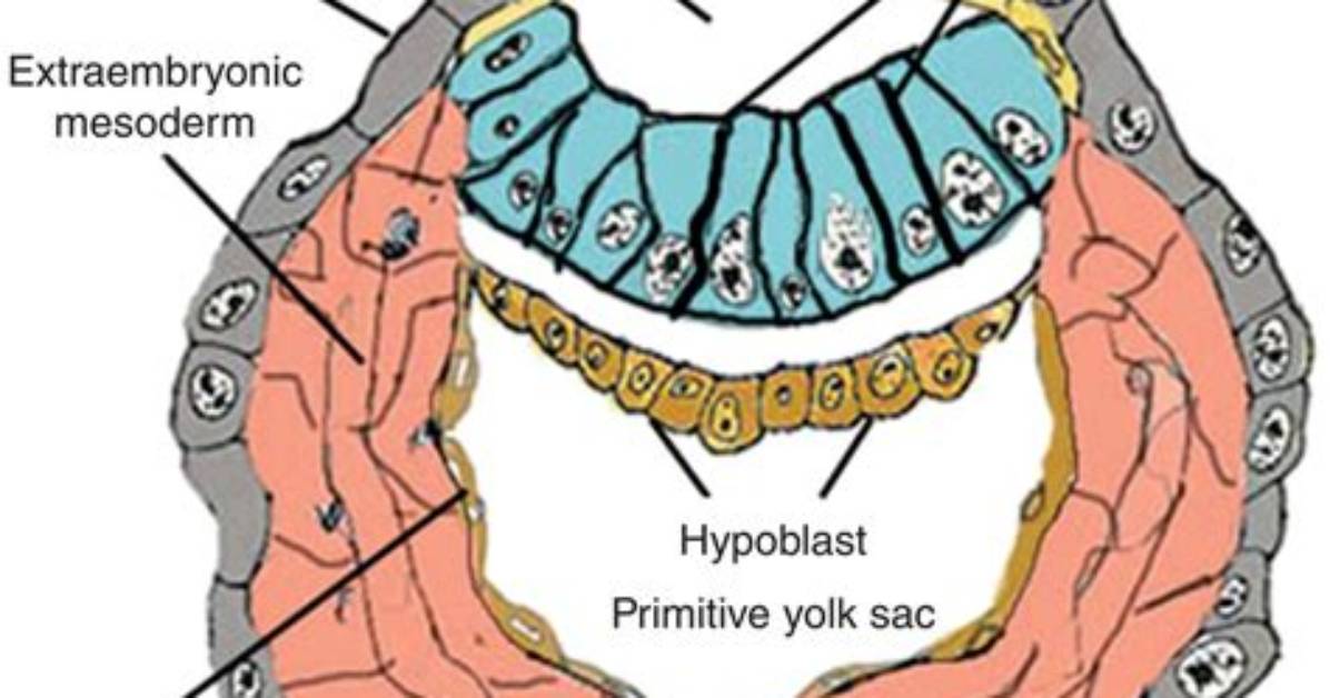 How Does the Amniotic Cavity Form?