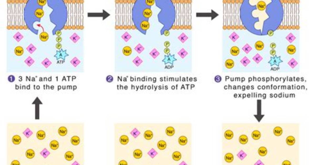 How Does the Atpase Pump Work