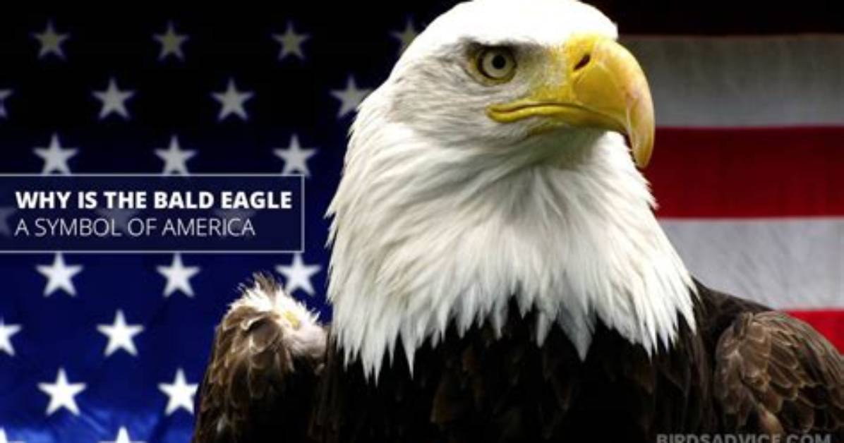How Does the Bald Eagle Represent Freedom?