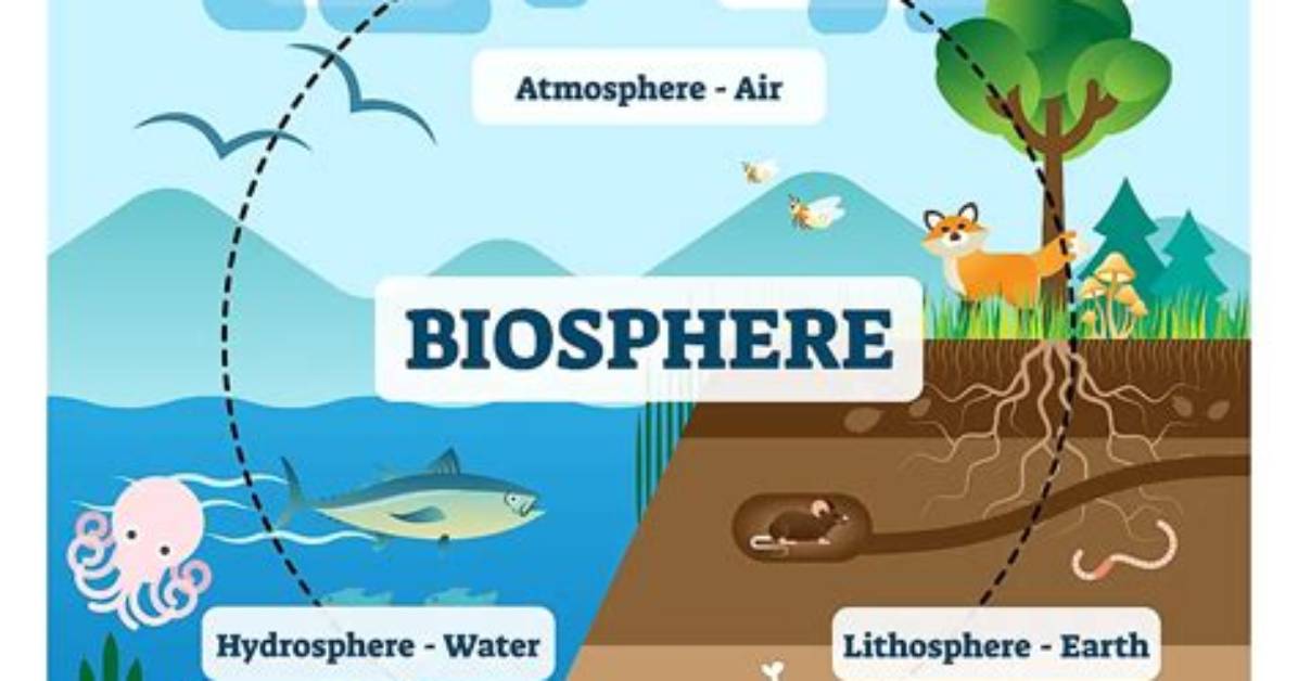 How Does the Biosphere Affect Other Spheres