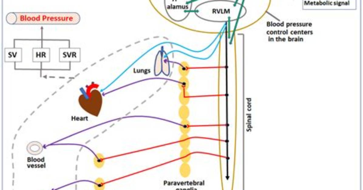 How Does the Brain Control Blood Pressure