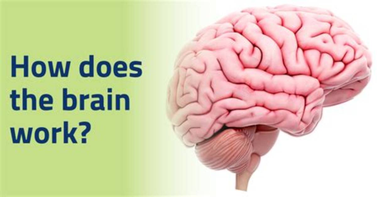 How Does the Brain Really Work?