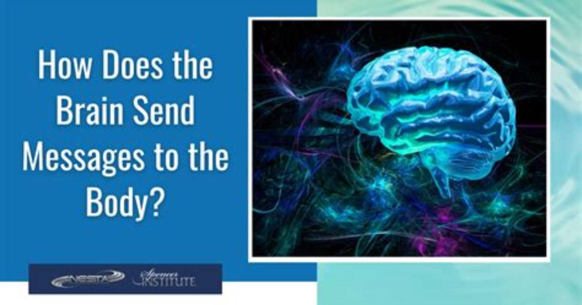 How Does the Brain Send and Receive Information?
