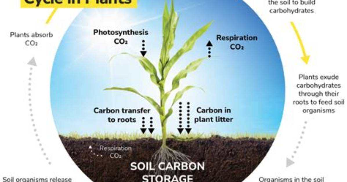 How Does the Carbon Cycle Affect Plants
