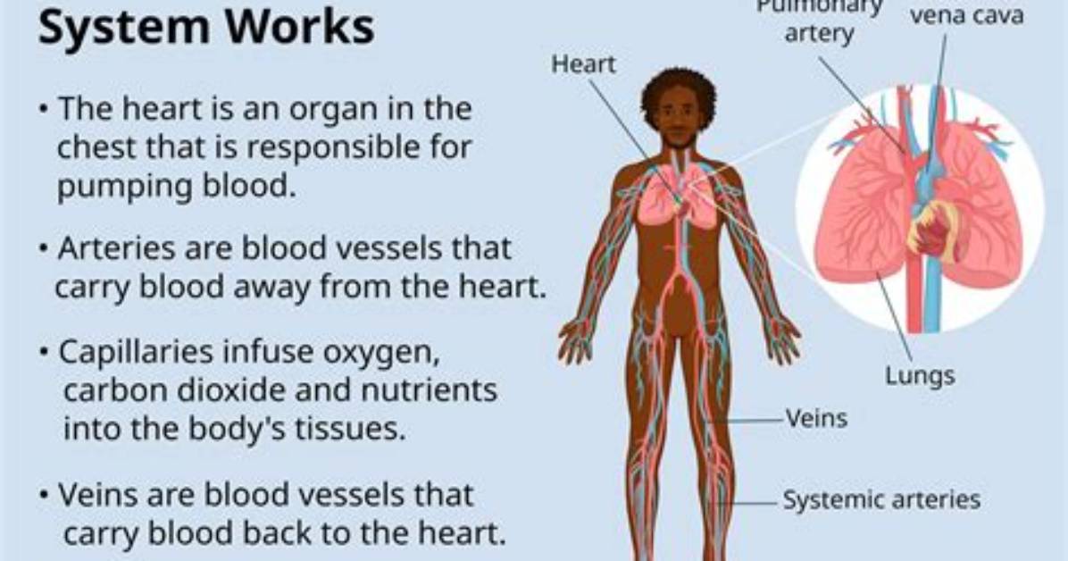 How Does the Cardiovascular System Adapt to Exercise