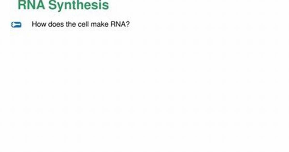 How Does the Cell Make Rna Quizlet