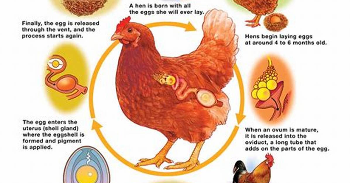 How Does the Chicken Make an Egg?