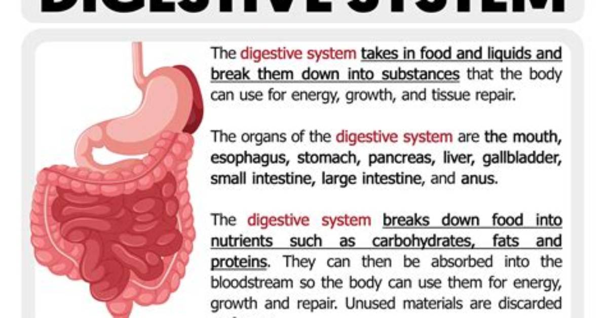 How Does the Digestive System Work Simple