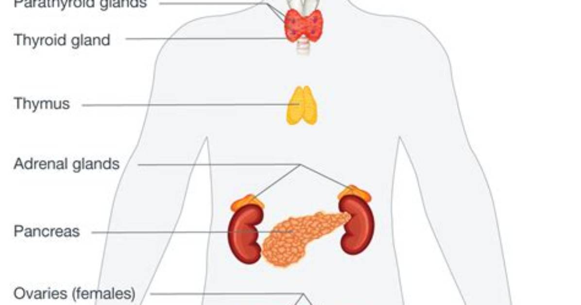 How Does the Endocrine System Interact with Other Systems?