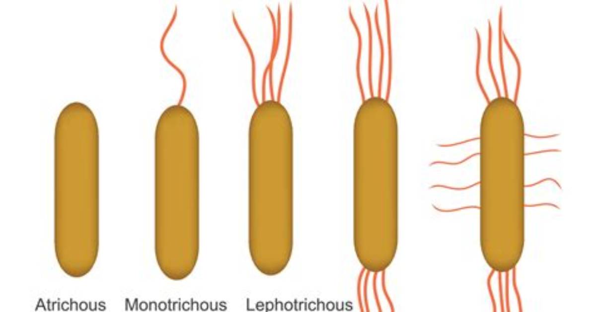 How Does the Flagella Work?