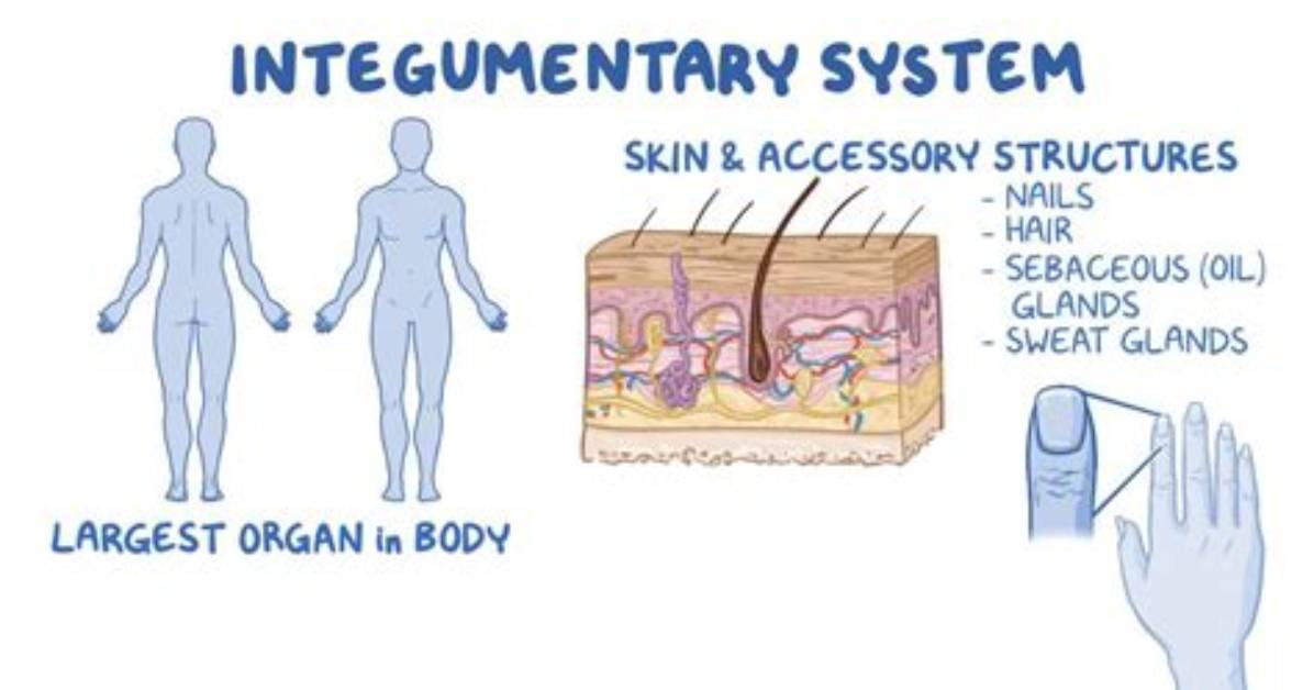 How Does the Integumentary System Regulate Body Temperature