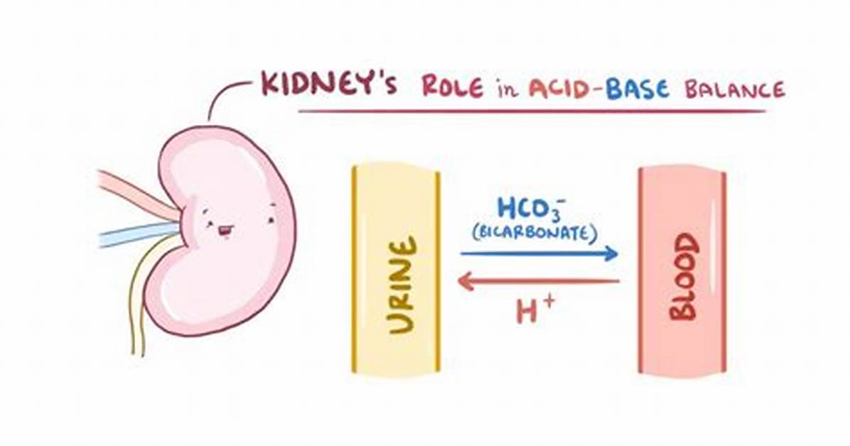 How Does the Kidney Regulate Body pH