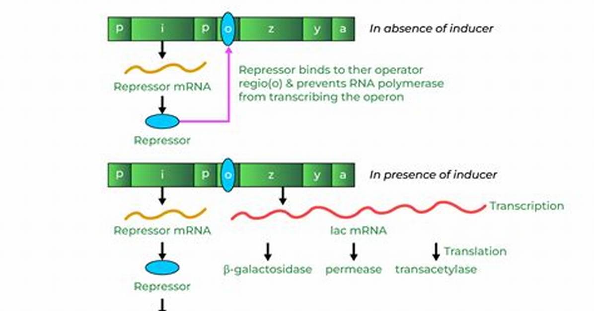 How Does the Lac Operon Work Quizlet?
