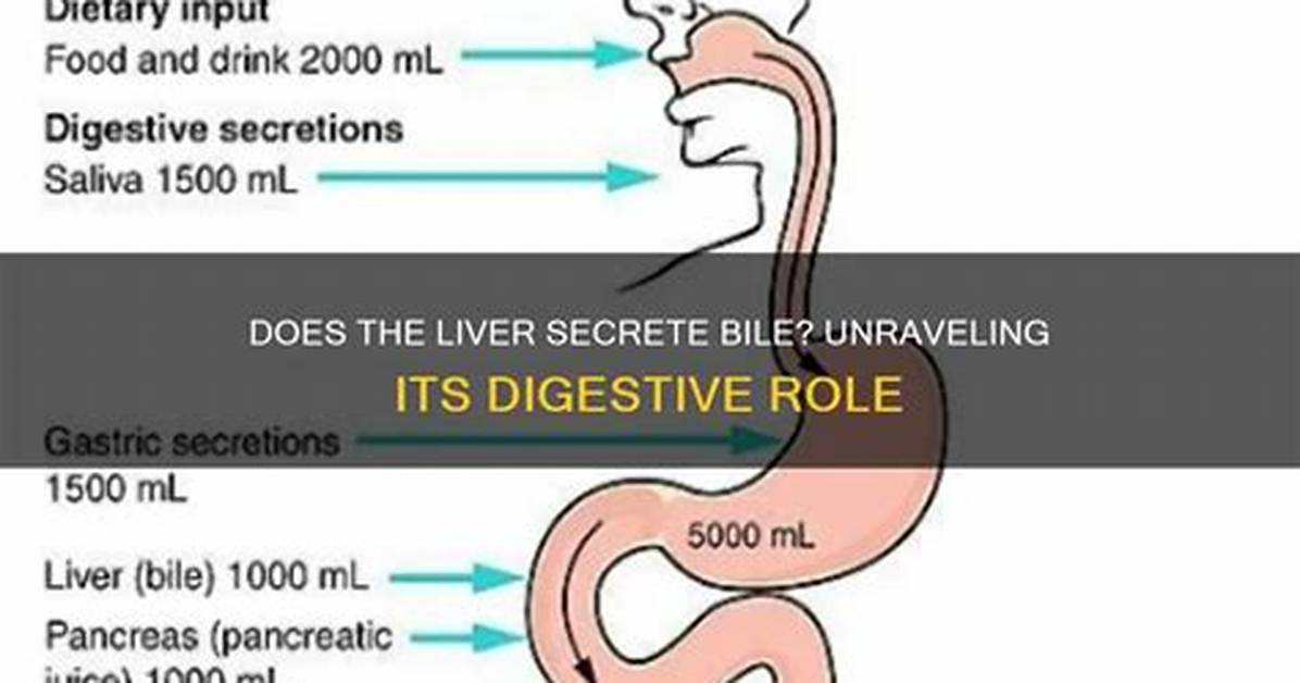 How Does the Liver Secrete Bile?