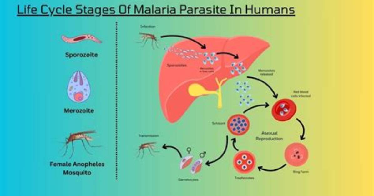 How Does the Malaria Parasite Work