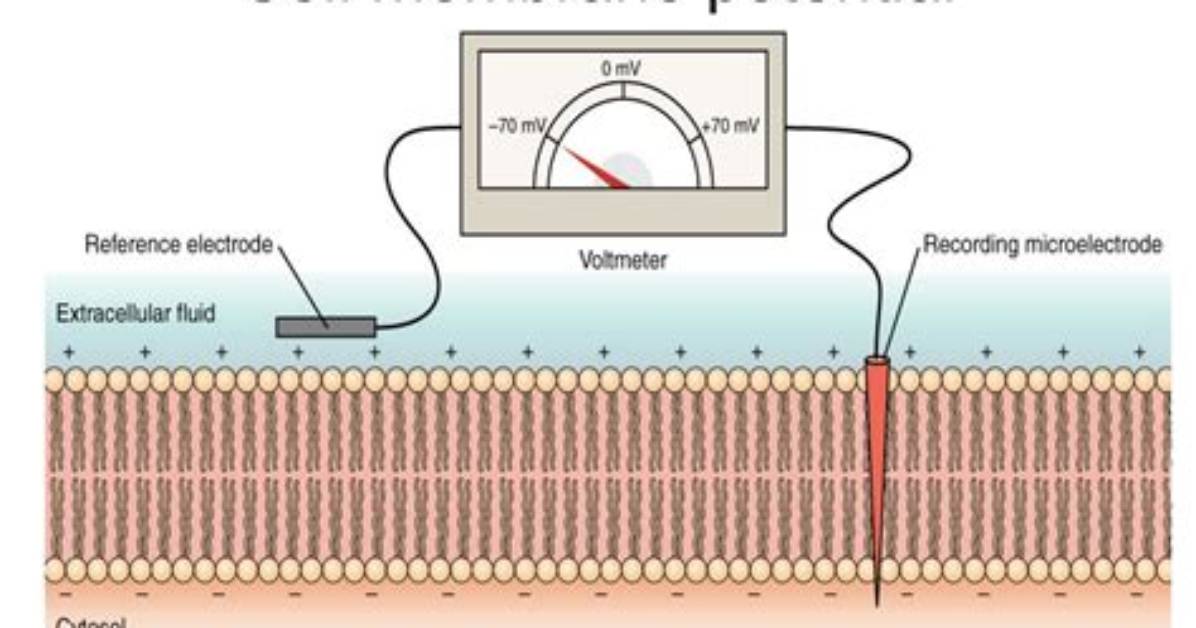 How Does the Membrane Potential Work