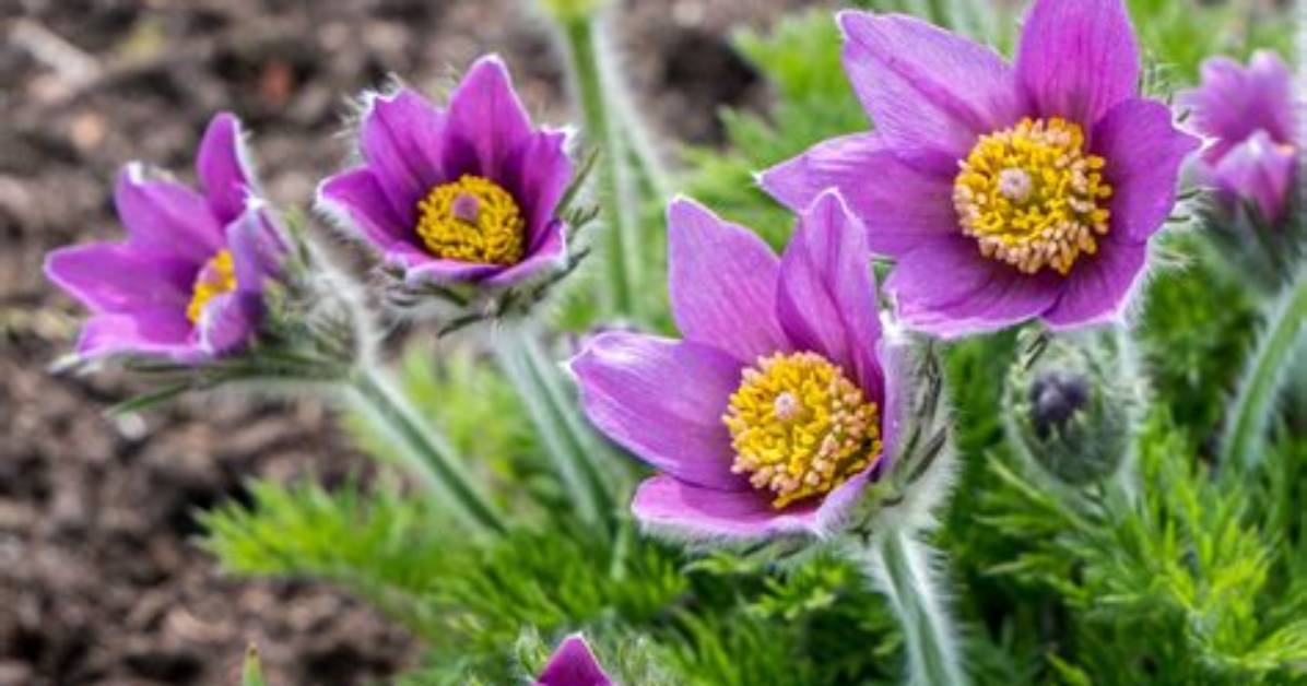 How Does the Pasque Flower Adapt to Its Environment