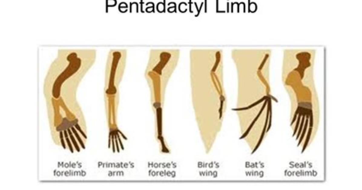 How Does the Pentadactyl Limb Evidence for Evolution?