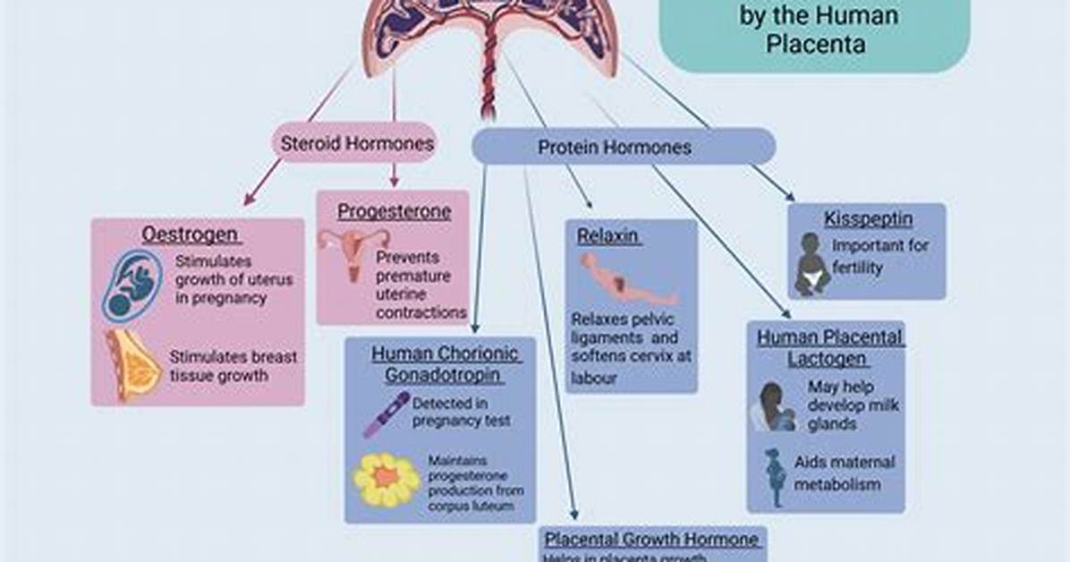 How Does the Placenta Produce Progesterone