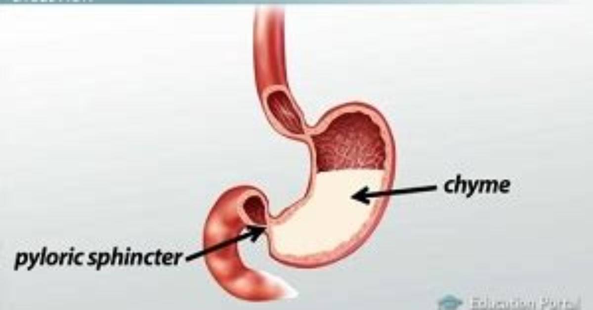 How Does the Pyloric Sphincter Work