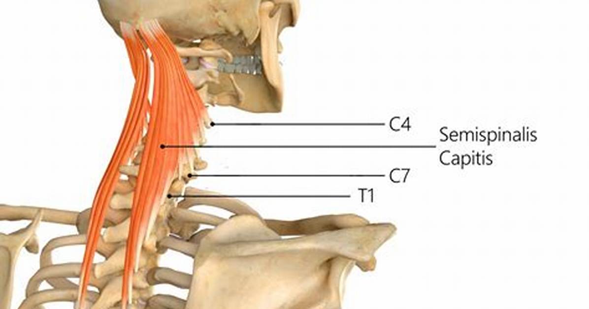 How Does the Semispinalis Capitis Work?