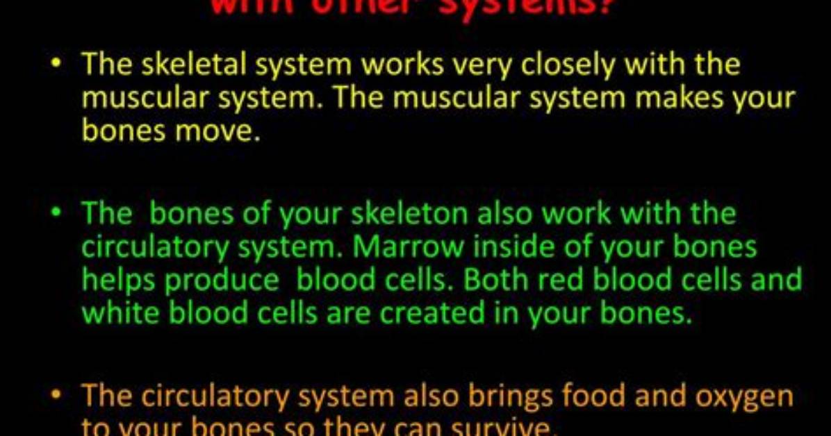 How Does the Skeletal System Work with the Immune System