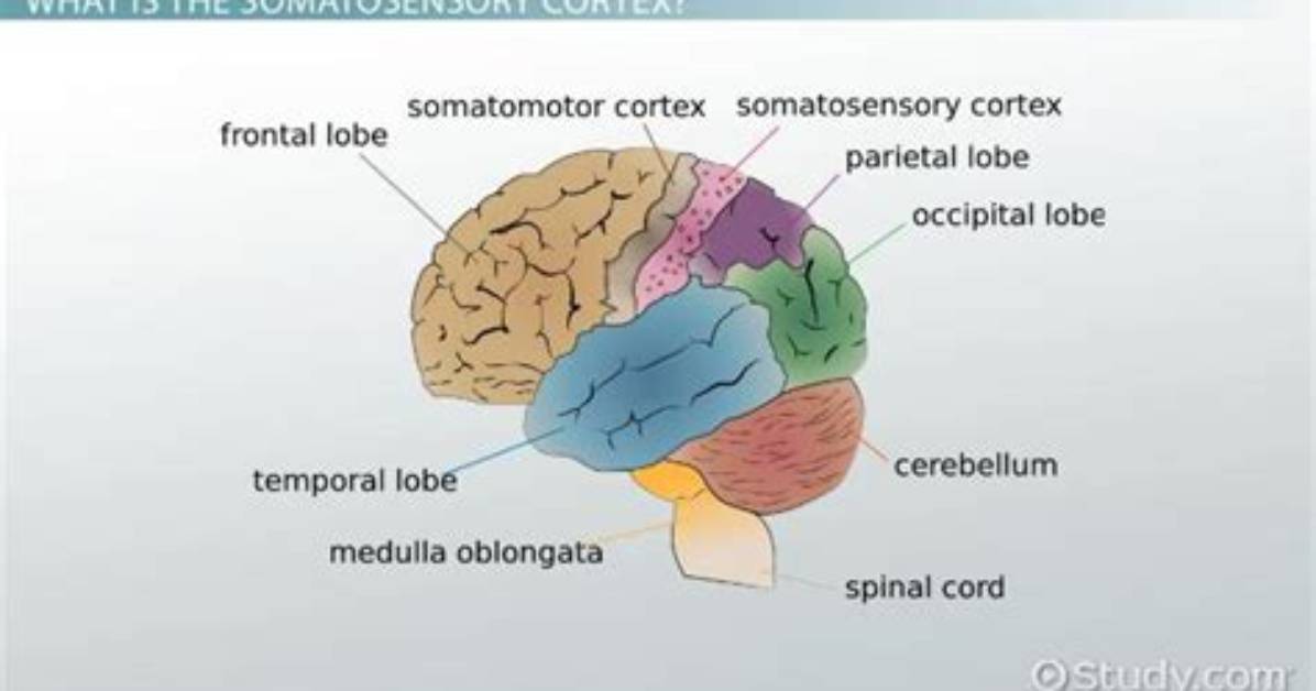 How Does the Somatosensory Cortex Work?