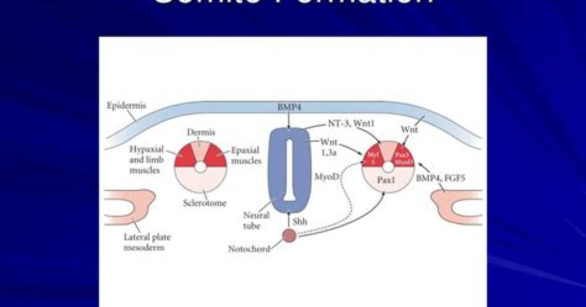 How Does the Somite Formation Occur?
