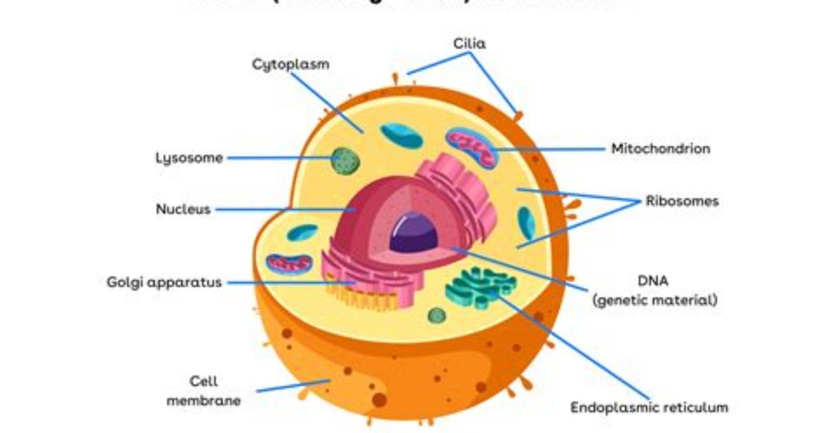 How Does the Structure of a Cell Suggest Its Function?