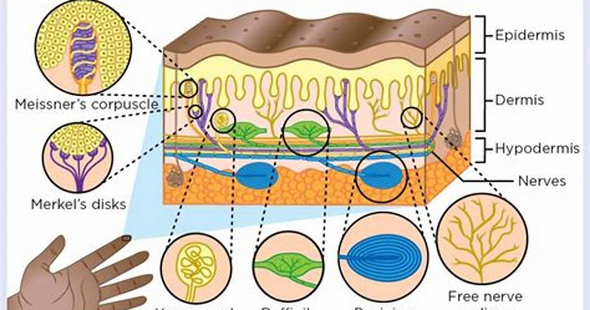 How Does the Tactile System Work