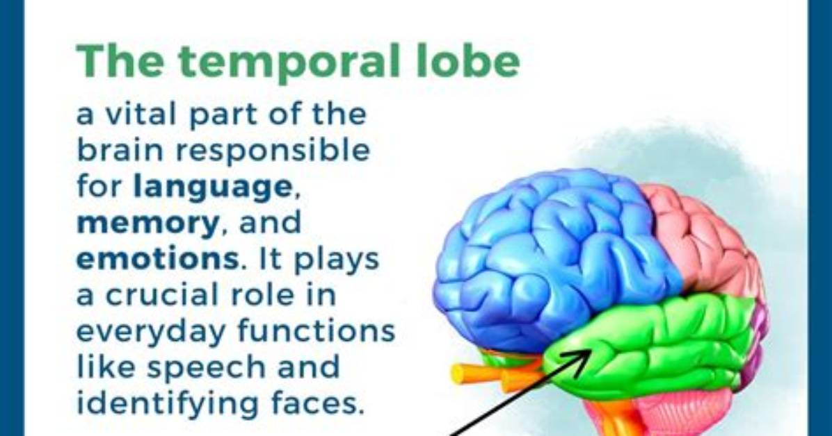 How Does the Temporal Lobe Affect Behavior